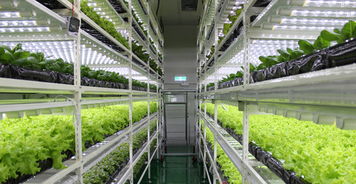 生物技術(shù)驅(qū)動下的中國植物工廠 從追趕到引領(lǐng)的綠色革命